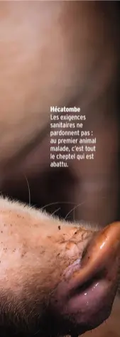  ??  ?? Hécatombe
Les exigences sanitaires ne pardonnent pas : au premier animal malade, c’est tout le cheptel qui est abattu.