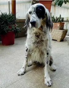  ??  ?? Setter Cucciola, la cagnolina per la quale la biblioteca­ria ha ottenuto il permesso