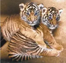  ?? SAN DIEGO ZOO WILDLIFE ALLIANCE ?? Two tiger cubs born in July at the San Diego Zoo Safari Park have been named Puteri (“princess in Malay) and Hutan (“forest”).