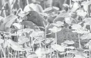  ?? Kathy Adams Clark ?? Look for purple gallinules at Anahuac, Brazoria and San Bernard National Wildlife Refuges.