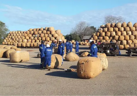  ??  ?? Cottco workers stack seed cotton bales at a ginnery