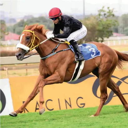  ?? Picture: JC Photograph­ics ?? NAP. Mike de Kock-trained Noah From Goa looks a tough nut to crack at Meydan tomorrow when he runs over 1400m.