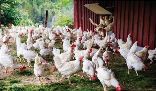  ?? FOTO: ARKIV ?? I Frankrike får ei høne 19 vaksiner mens den er kylling, hos oss får den én vaksine hele livet, skriver artikkelfo­rfatteren.