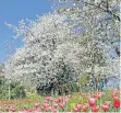  ?? FOTO: IMAGO ?? Viele Obstbäume blühen schon als Folge des milden März.