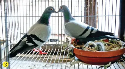  ??  ?? 3. Line-breeding a pair of imported pigeons from the same strain. (Jaime Lim) 3