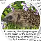  ?? ?? Experts say, identifyin­g badgers as the cause for the decline in hedgehogs isn’t backed by the science