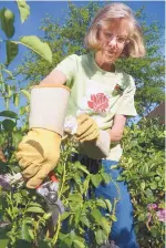  ??  ?? Claudia Bonnett deadheads a rose at the Albuquerqu­e Rose Garden.