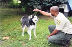  ?? Hearst Connecticu­t Media file photo ?? A dog new to the Stamford Animal Control Center plays with Stamford Animal Control Officer Tilford Cobb in 2017.