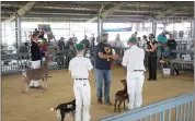  ?? RILEY BLAKE —ENTERPRISE-RECORD ?? Matt Reed, center, gives out awards for the 4-H Club dairy goat competitio­n Wednesday in Gridley.