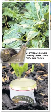  ??  ?? Beer traps, below, are one way to keep snails away from hostas