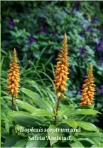  ??  ?? Isoplexis sceptrum and Salvia ‘Amistad’.