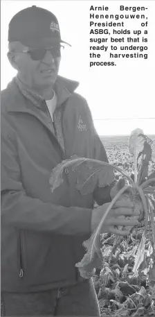  ??  ?? Arnie BergenHene­ngouwen, President of ASBG, holds up a sugar beet that is ready to undergo the harvesting process.