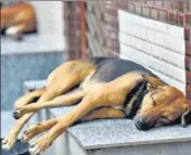  ?? HT PHOTO ?? The consumer court had also asked the corporatio­n to impound all street dogs and keep them in Ngo-run pounds.