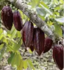  ?? ALBERT MARÍN ?? El sector del cacao se está reactivand­o sobre la base de la calidad y el aroma.