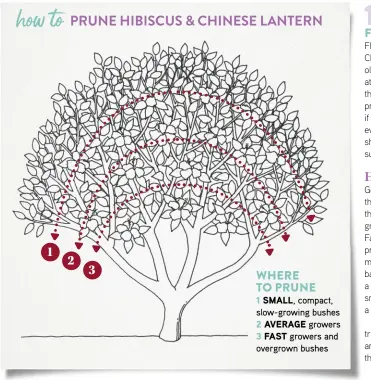  ??  ?? WHERE TO PRUNE
1 SMALL, compact, slow-growing bushes
2 AVERAGE growers
3 FAST growers and overgrown bushes