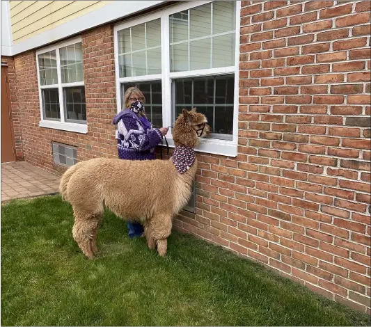  ?? COURTESY OF MANATAWNY MANOR ?? Wendy Tucci and Duchess, the alpaca, share window visits with residents of Manatawny Manor, a Diakon senior living facility in East Coventry Township, Chester County. Tucci of Dream Maker Alpaca Ranch in Union Township, Berks County, is owner of the alpaca.