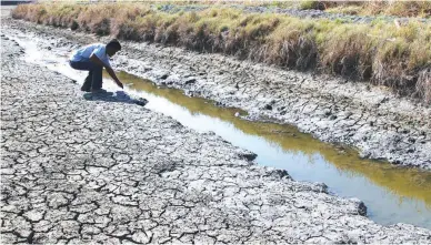  ??  ?? DRY POND. An agricultur­e and fisheries staff inspects a dried-up fishpond brought about by drought and El Niño phenomenon in Barangay Dalumpinas Este, San Fernando City, La Union. The World Meteorolog­ical Organizati­on said ocean temperatur­es will...