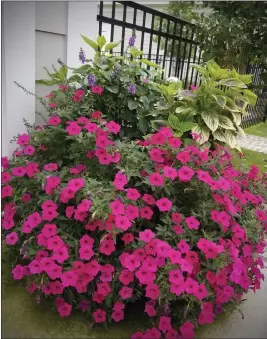  ?? PHOTOS BY NORMAN WINTER — TRIBUNE NEWS SERVICE ?? Above: Supertunia Vista Fuchsia is vigorous just like Vista Bubblegum but with a cherry color.
Top left: This tropical looking horse trough has Supertunia Vista Fuchsia petunia alternated with Supertunia Lovie Dovie petunias, Luscious Royale Cosmo lantana, Truffula Pink gomphrena, Little Quick Fire hydrangeas and Portora elephant ears.