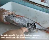  ??  ?? Le saviez-vous ? Il faut  kg de poisson sauvage pour produire un  kg de poisson d’élevage...