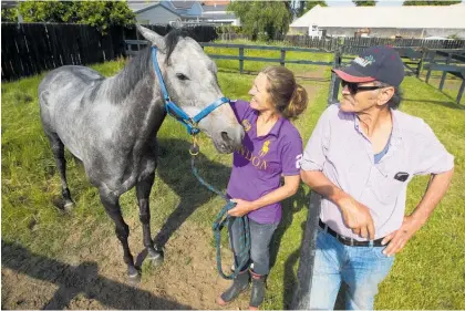  ?? Photo/Ben Fraser ?? Trainer Bill Pomare and wife Suzi with Lauramia, now safely back in a paddock.