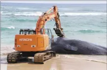  ?? Daniel Dennison / Hawaii Department of Land and Natural Resources photo via AP ?? makes An excavator provided by Kauai County, numerous attempts to free a whale from the shoreline and move it onto Lydgate Beach in Kauai County on Saturday. Scientists suspect the large sperm whale that washed ashore over the weekend may have died from an intestinal blockage beFDXVH LW DWH ODUJH YROXPHV RI SODVWLF ÀVKLQJ QHWV and other marine debris.