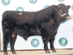 ?? Picture: Wayne Hutchinson. ?? Luing Viking sold for 8,500gns.