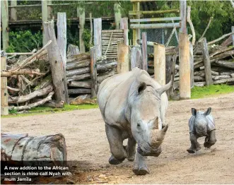  ??  ?? A new addtion to the African section is rhino calf Nyah with mum Jamila