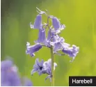  ??  ?? Harebell