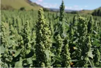  ??  ?? TOP Hemp Farm New Zealand; MIDDLE Kiwi Quinoa on the North Island’s central plateau; RIGHT Hamish and Kate Dunlop of The New Zealand Quinoa Co