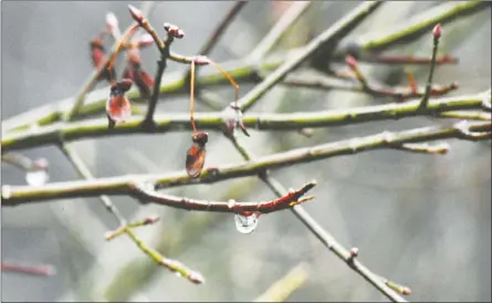  ?? Contribute­d ?? This photograph, titled Raindrop on Pink Branches, was taken by a Penticton mental health client as part of the PhotoVoice Project. Five young people involved in the program showcased their works at a recent art show at Penticton Regional Hospital.