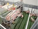  ?? ?? Farmers say farrowing crates prevent sows from crushing piglets, but animal welfare groups say it is cruel.