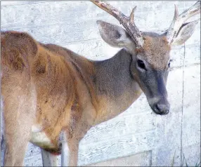  ?? Photo by Warden Micheal Hopper, Kansas Department of Wildlife, Parks & Tourism ?? Weight loss and listlessne­ss are outward signs of the disease in deer and elk.