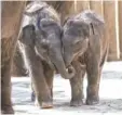  ?? FORT WORTH ZOO ?? Asian elephant calves lock trunks at the Fort Worth Zoo.