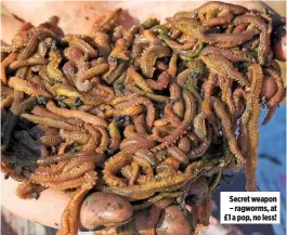  ??  ?? Secret weapon – ragworms, at £1 a pop, no less!