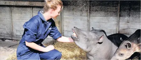  ??  ?? Become a zookeeper for a day at Drayton Manor Zoo.