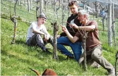  ?? Foto: M. Dittenhofe­r ?? Josef Tremml zeigt den Schülern Max und Bas wie sie die Ruten des Weinstocks in die Waagerecht­e ziehen und befestigen, ohne sie zu knicken.