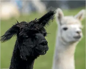  ?? JOSEPH JOHNSON/STUFF ?? There are more than 20,000 registered alpaca in New Zealand