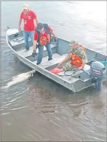  ??  ?? Funcionari­os de la Seam y un marino rescatan un enorme ejemplar de surubí muerto del río en Villa Oliva.