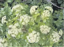  ??  ?? Alexanders, or Macedonian Parsley, is thriving among the decaying leaves close to Castle Hill in Scarboroug­h.