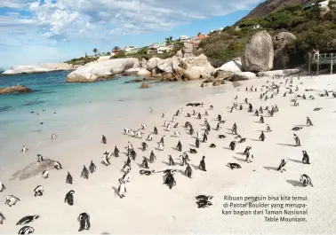  ??  ?? Ribuan penguin bisa kita temui di Pantai Boulder yang merupakan bagian dari Taman Nasional Table Mountain.