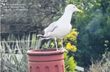  ?? Pictures: JOHN DEMPSEY ?? ● No one can yodel like a Herring Gull