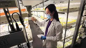  ?? ALEX HORVATH / THE CALIFORNIA­N ?? Research scientist Esther Niu checks grape plants in test tubes in the embryo research lab of Sun World’s new innovation­s facility in Wasco. The specialty-fruit breeding company breeds plants to produce the tastiest, bestlookin­g grapes and stone fruit with the longest-possible shelf life.