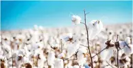  ??  ?? A cotton plantation in northern Nigeria