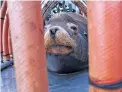  ?? GILLIAN FLACCUS/THE ASSOCIATED PRESS ?? A sea lion peers out from a restraint March 14 near Oregon City, Ore. The male sea lion was released south of Newport, Ore., in a program designed to reduce the threat to wild winter steelhead and spring chinook salmon in the Willamette River.