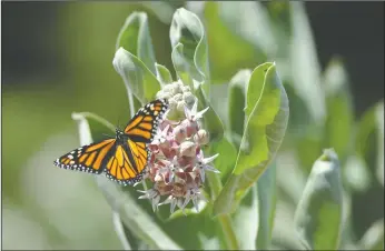  ?? NEWS-SENTINEL PHOTOGRAPH­S BY BEA AHBECK ?? A Monarch butterfly sucks nectar from a showy milkweed at the Lockeford Plant Materials Center in Lockeford on Tuesday.