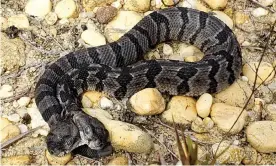  ?? Photograph: AP ?? The newborn two-headed timber rattlesnak­e discovered in New Jersey.