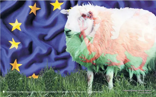  ?? Composite image: Arwyn Roberts & Getty Images ?? Independen­t studies suggest sheep farm incomes in Wales will fall at least 30% in the event of a no-deal Brexit