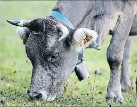  ?? JORDI RIBOT / ARCHIVO ?? El precio de la carne y de la mantequill­a, por las nubes