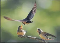  ??  ?? CRY FOR FOOD: Climate change may hit feeding patterns for fledglings.