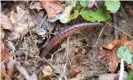  ?? Photograph: Ben Birchall/PA ?? An earthworm.